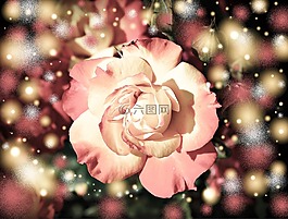 玫瑰,開花,花