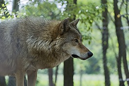 野獸,狼,捕食者