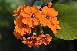 黃色的花,花瓣,開花