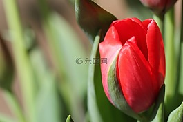 紅色,郁金香,鮮花
