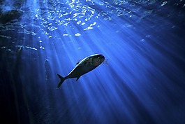 魚,水下,海