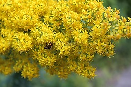 開花,花,花園