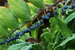 漿果,藍(lán)色,廠