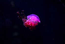 海蜇,水下,深