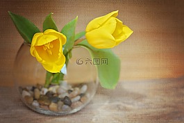 郁金香,鮮花,黃色的花朵