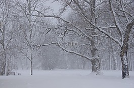 冬天,愛沙尼亞,雪下