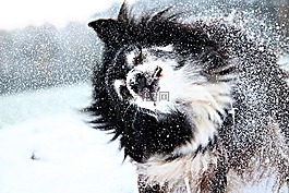 雪,狗,边框