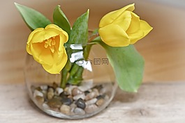 郁金香,鮮花,schnittblume