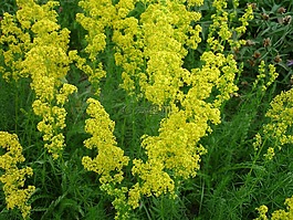 花棒,黃色,花