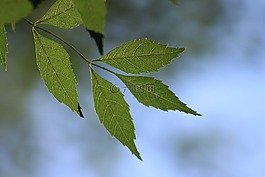 葉子,分支,綠色