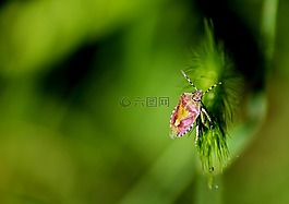 昆蟲,夏季,宏