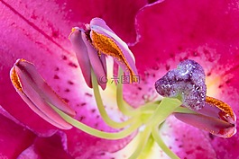 百合,雄蕊,開花