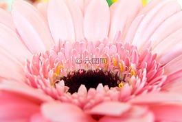 非洲菊,germini,花商