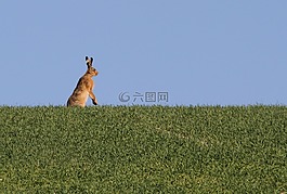 野兔,自然,動物