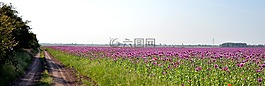 mákmező,性质,鲜花