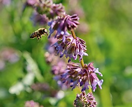 蜜蜂,蜂蜜,昆蟲