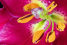 百合,雄蕊,開(kāi)花