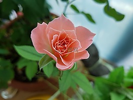 粉紅色的花,八月,玫瑰