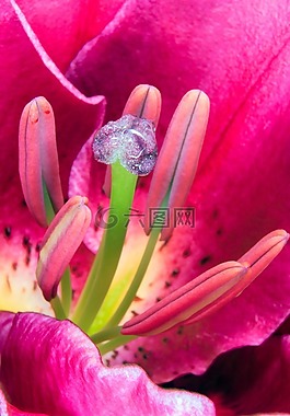 百合,雄蕊,開(kāi)花