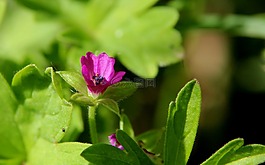 花,夏季,宏