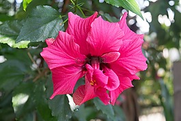 花,紅,夏天