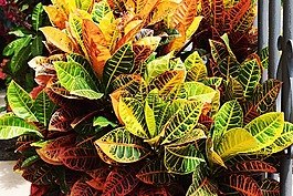 花園,花,鮮花