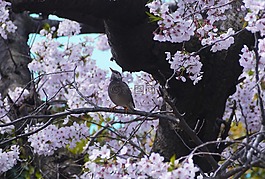 樱桃,鸟,樱花