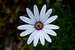 花,osteospermum,盛开