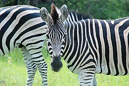 斑馬,非洲,野生動(dòng)物園
