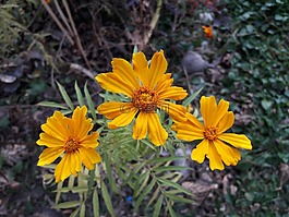 自然,植物區(qū)系,花