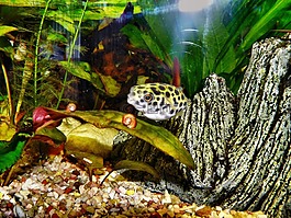 河豚鱼,有毒,水族馆