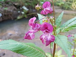 花,公園,俄羅斯