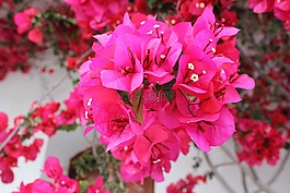 簕杜鹃,植物,布什