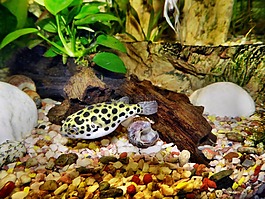 水族馆,河豚鱼,有毒