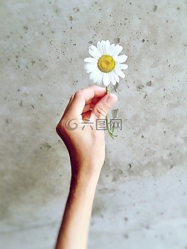 雛菊,野花,自然