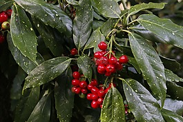 漿果,紅色,森林