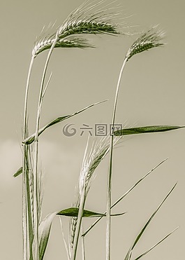 谷物,大麥,農(nóng)業(yè)