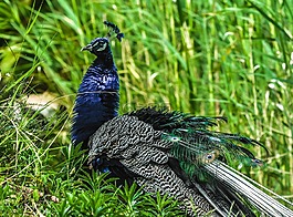 孔雀,鳥,性質(zhì)