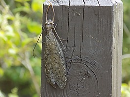 昆蟲,棕色,翼