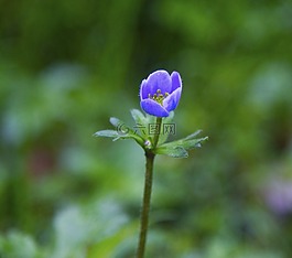 花,藍(lán)色,芽