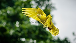 鴿子,動(dòng)物,鳥(niǎo)