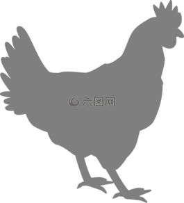 公雞,雞,家禽