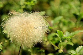种子,羊毛,厂