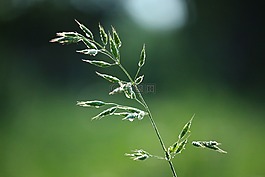廠,草,穗