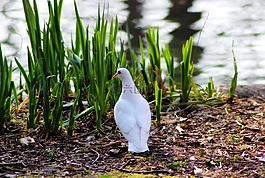 鴿子,鳥,動物