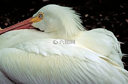 美洲白鵜鶘,鳥,關(guān)閉了