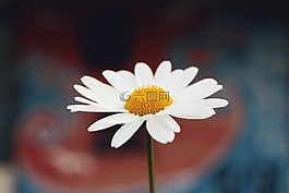 自然,景觀,特寫