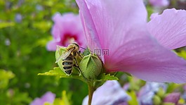 蜜蜂,花粉,芙蓉
