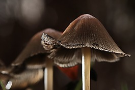 性質(zhì),木,夏時制