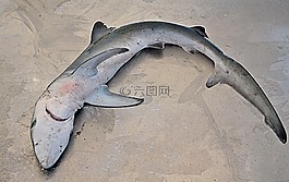 鯊魚,長(zhǎng)尾鯊,牙齒